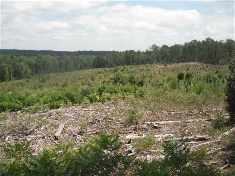Timber / Hunting Property : Patrick : Chesterfield County : South Carolina