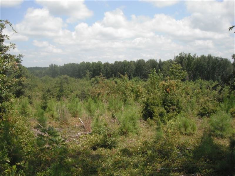 Timber Investment and Hunting Land : Patrick : Chesterfield County : South Carolina