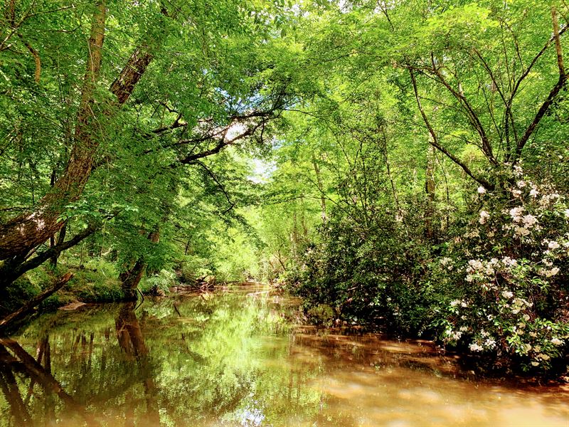 Mill Shoals Timberland : Danielsville : Madison County : Georgia