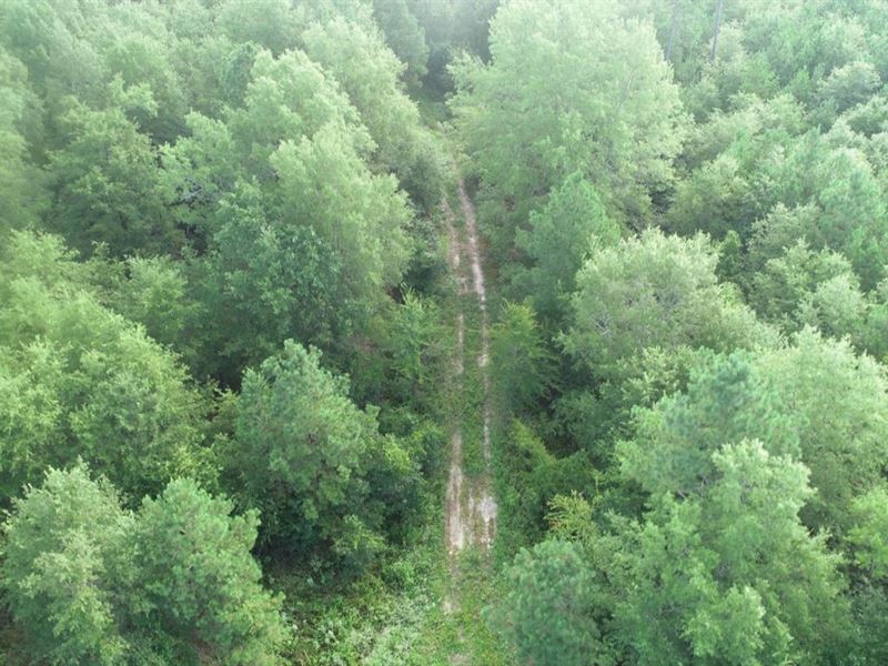 Boggy Creek Timber and Hunting Trac : Fouke : Miller County : Arkansas