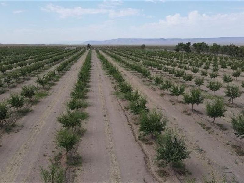 All Natural Almond Farm for Sale : Golden Valley : Mohave County : Arizona
