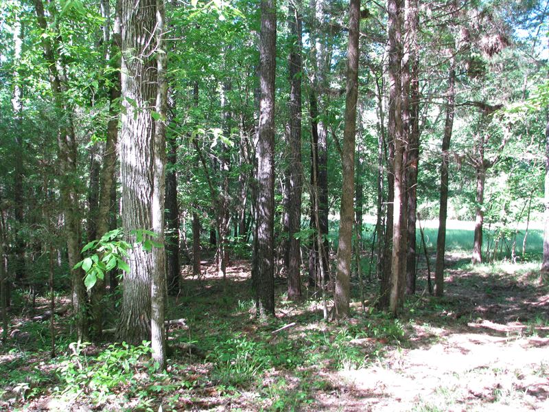 Great Hunting and Timber Investment : Grove Hill : Clarke County : Alabama