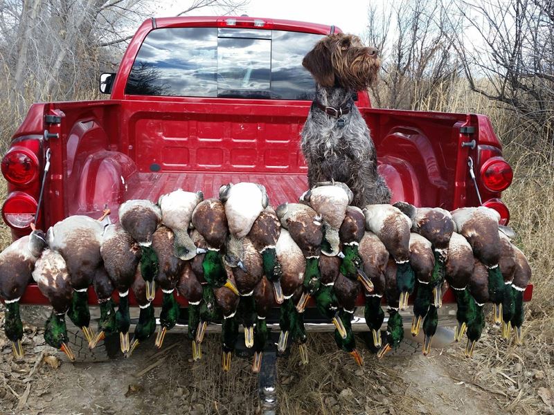 The Duck Club : Olathe : Montrose County : Colorado