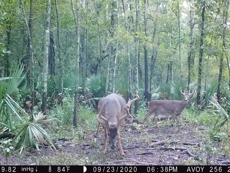 256 Acres Hunting Land Avoyelles : Simmesport : Avoyelles Parish : Louisiana