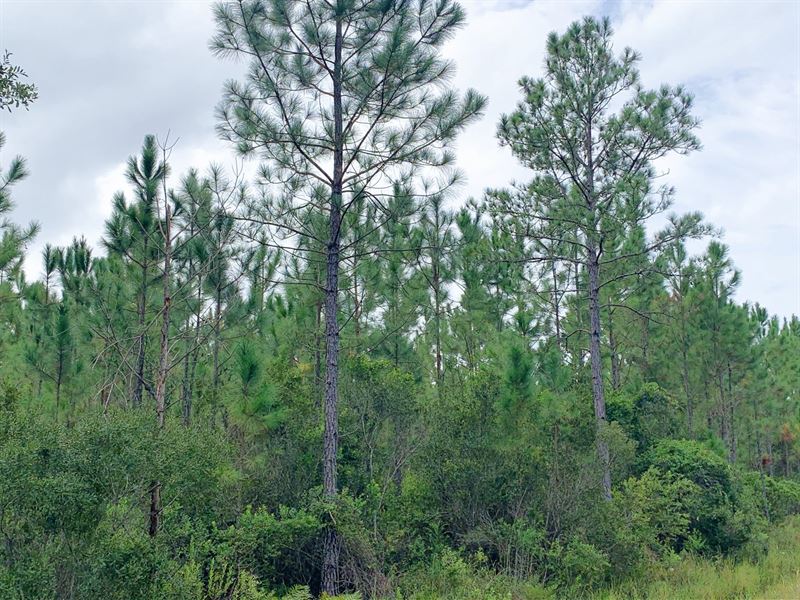 Rare Track Joining State Owned Land : Palatka : Putnam County : Florida