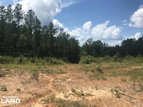 Marion County Hunting & Timber Trac : Hamilton : Marion County : Alabama