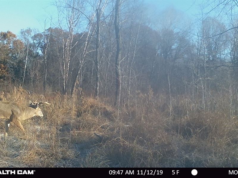 Recreational Hunting Land Juneau, Ranch for Sale in Wisconsin, 255222