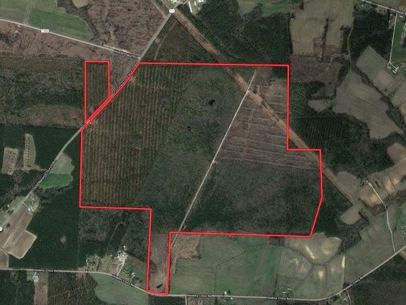 378 Acres of Timber and Hunting Lan : Fountain : Wilson County : North Carolina