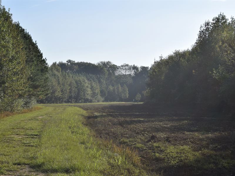 Flint River Paradise : Reynolds : Taylor County : Georgia