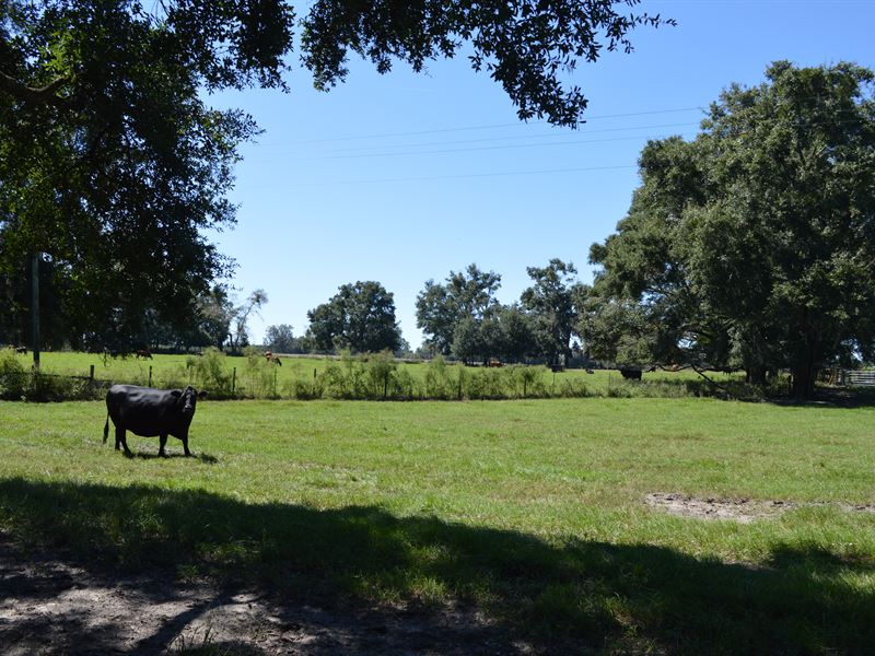 Beautiful Cattle Farm : Live Oak : Suwannee County : Florida
