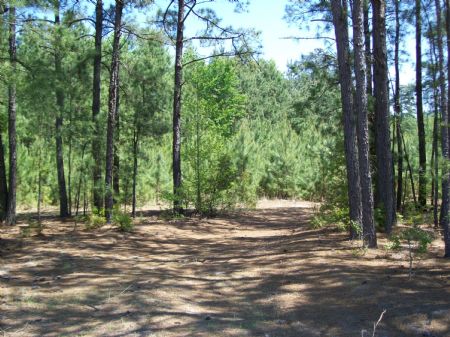 83 Acre Farm with Timber : Tar Heel : Bladen County : North Carolina