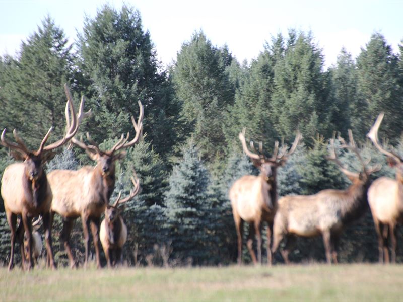 High Fence Hunting Ranch Trophy Elk : Applegate : Sanilac County : Michigan