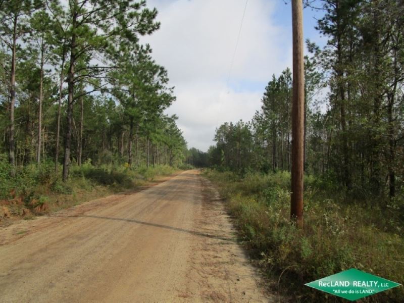 39.7 Ac, Timberland for Home Site : Burkeville : Newton County : Texas