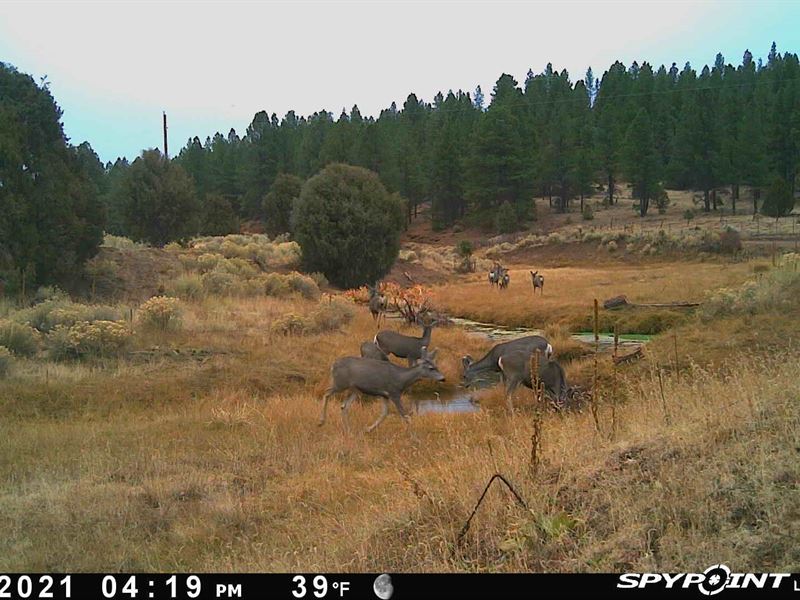 Elk Springs : Milan : Cibola County : New Mexico