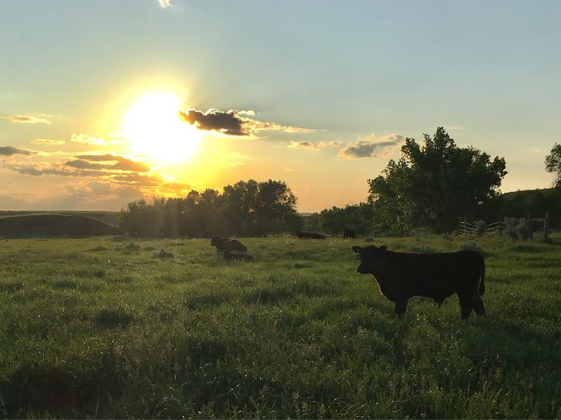 Spring Creek Ranch : Rhame : Bowman County : North Dakota