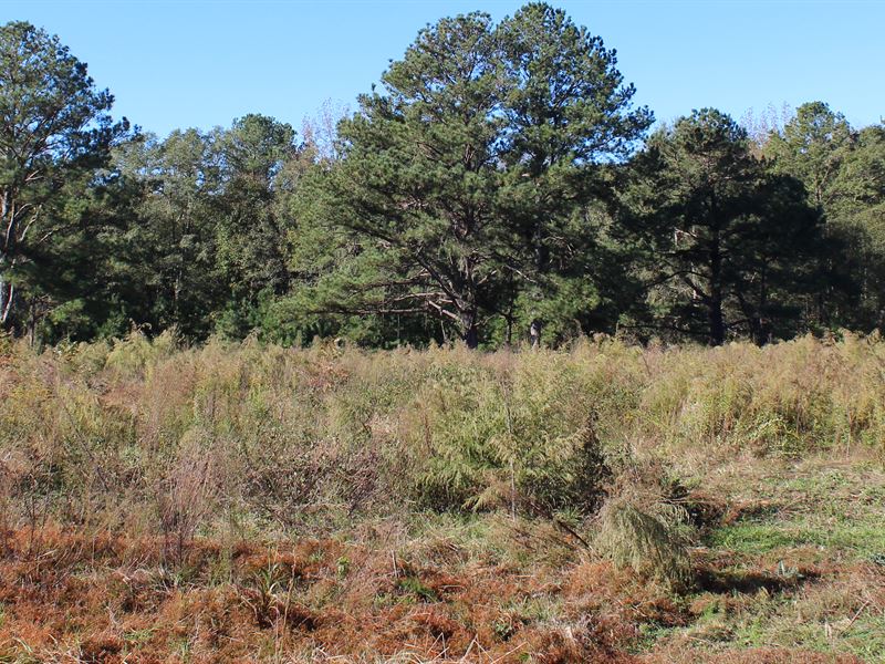 Pine Level Homesite, Ranch for Sale in Alabama, 260300 RANCHFLIP