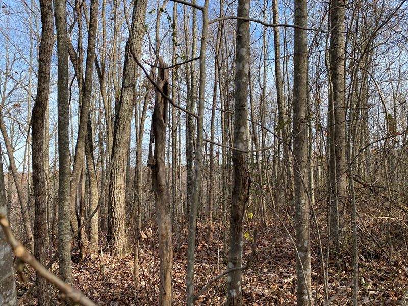 63+/-Acres Beautiful Off Grid Tract : Palmer : Grundy County : Tennessee