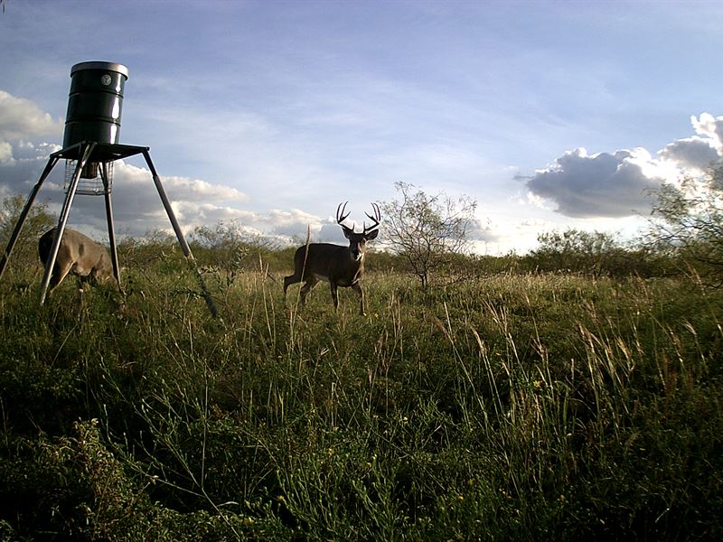 Nice Hunting Tract : Davilla : Milam County : Texas