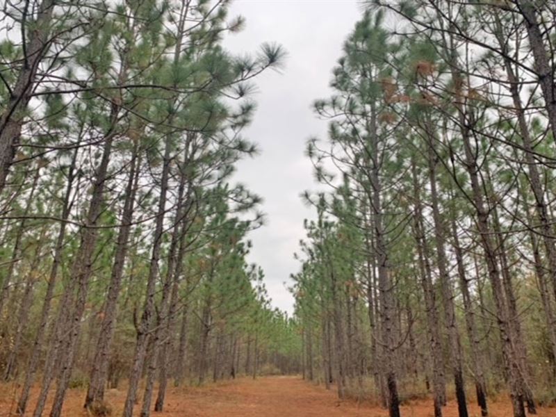 Beaver Creek Road Tract : Wing : Escambia County : Alabama