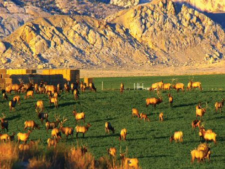 Thunder Ranch : Jensen : Uintah County : Utah