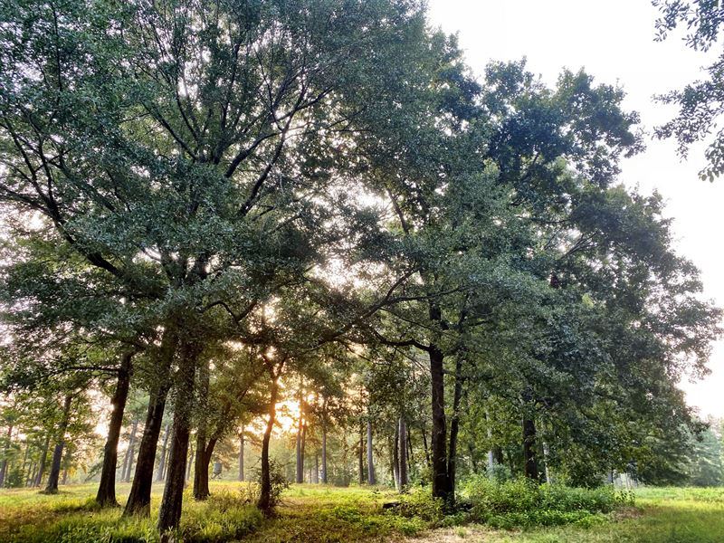36 Acres with Beautiful GA Pines : Bolingbroke : Forsyth County : Georgia