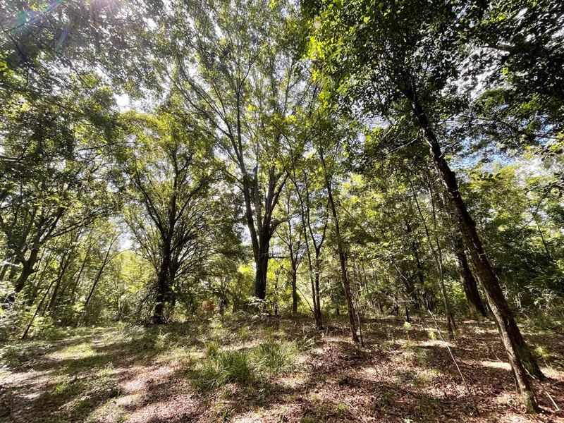 Hunting Land with a Beautiful Homes : Union Springs : Bullock County : Alabama