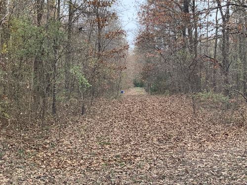 North East Texas Timber Hunting : Avery : Red River County : Texas