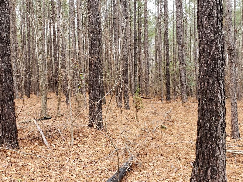 Heavily Timbered, Multiple Creeks : Junction City : Talbot County : Georgia