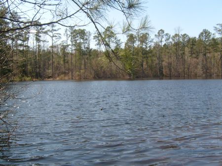 Marion Pond Retreat Tract : Buena Vista : Marion County : Georgia