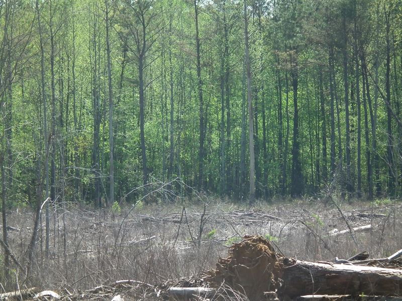 WY Madison 452 Acres Camden, MS : Camden : Madison County : Mississippi