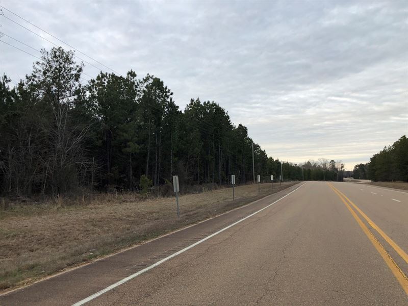 Recreational Pine Timberland : Hermitage : Bradley County : Arkansas