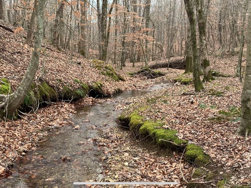 Hunting Land, Iron City, Tennessee, Ranch for Sale in Tennessee