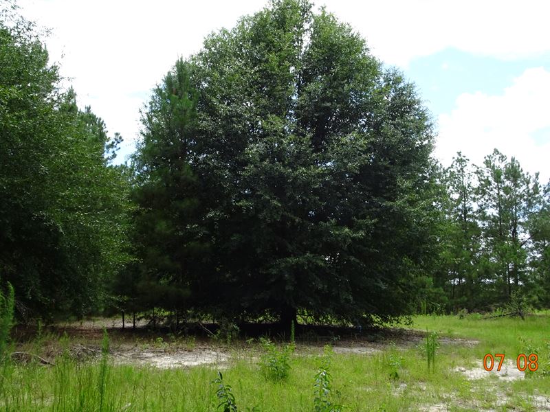 40 Ac on Big Sandy Creek : Irwinton : Wilkinson County : Georgia