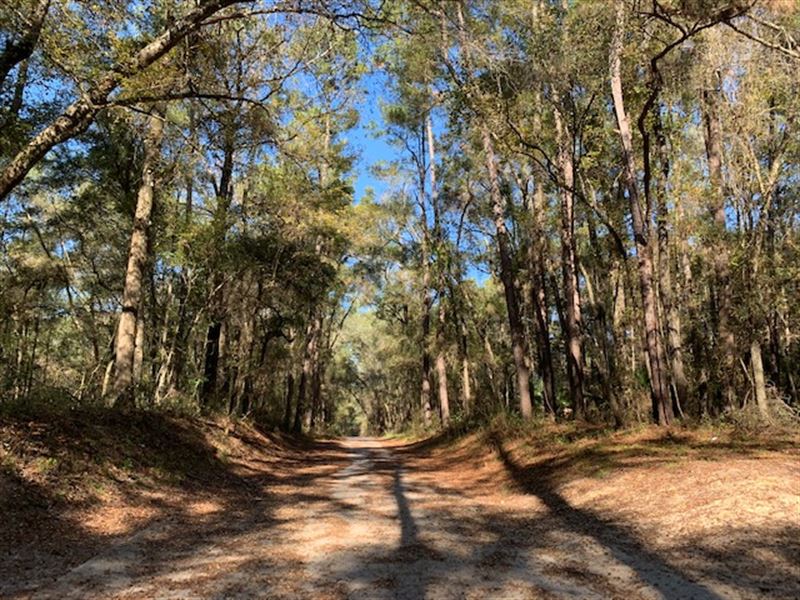 53 Acres with Telford Springs : Live Oak : Suwannee County : Florida