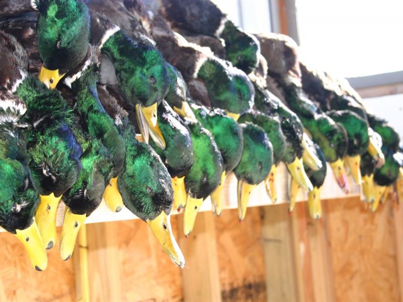 McSwains Duck Club : Lonoke : Lonoke County : Arkansas