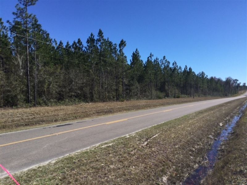 Great Tract West of Jacksonville : Bryceville : Nassau County : Florida