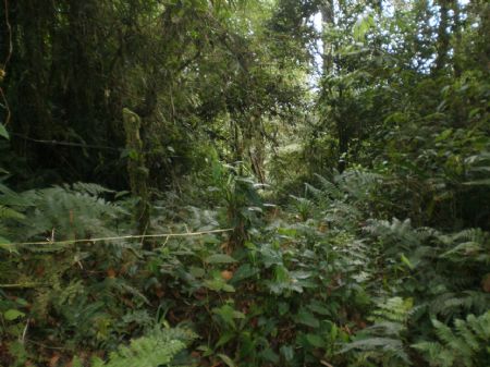 17.63 Acres - Nature Lovers Retreat : Orosi : Costa Rica