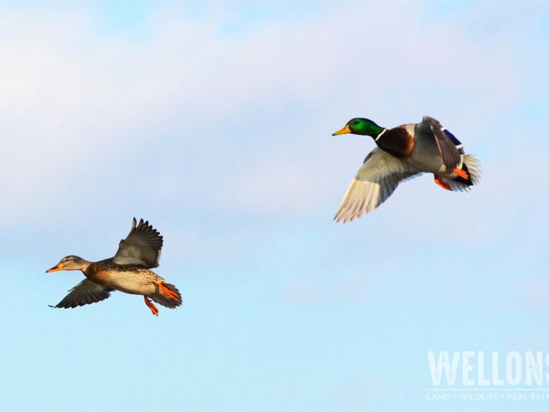 Back 9 Duck Club : Clarendon : Monroe County : Arkansas