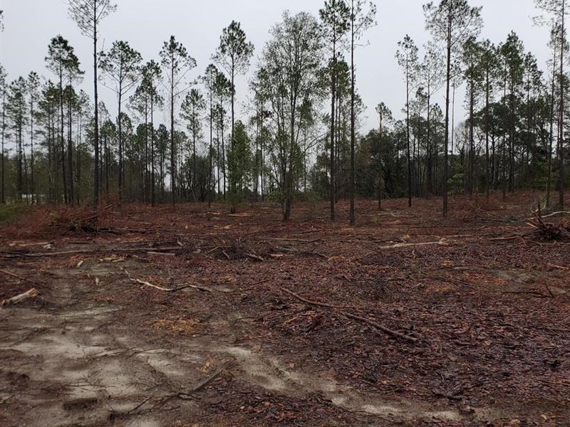 Beautiful Acreage Live Oak Florida : Live Oak : Suwannee County : Florida