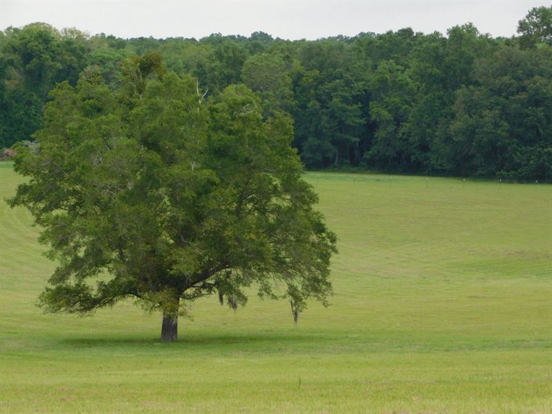Beautiful Pasture on Paved Road : Lake City : Columbia County : Florida