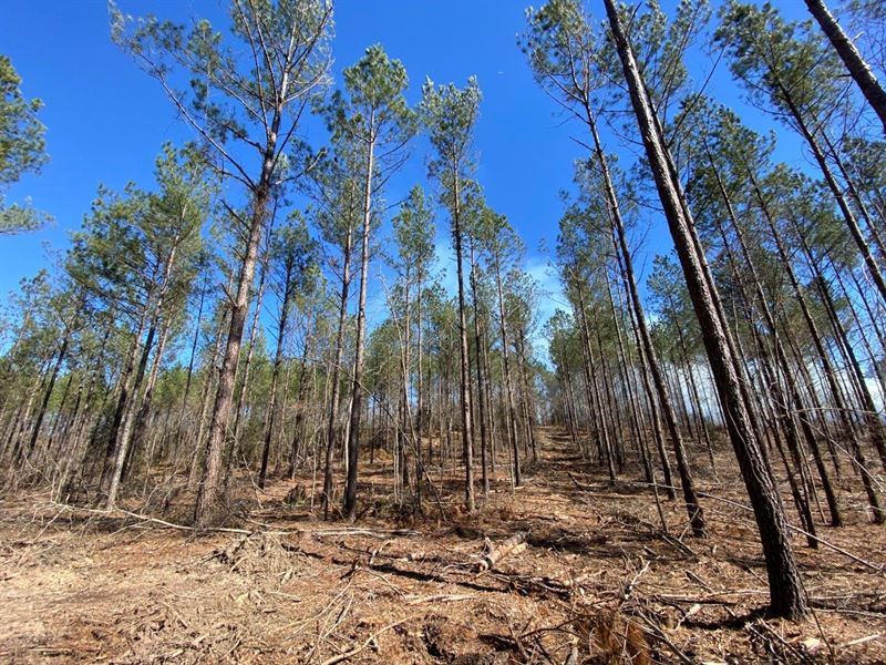 Banks Tract 44 Acres : Banks : Pike County : Alabama