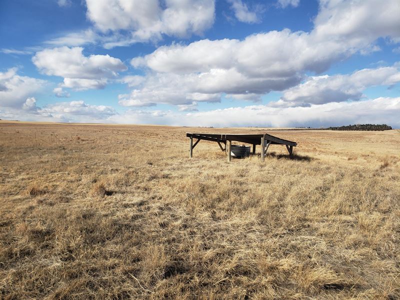 Borderline Birds & Bucks : Chappell : Deuel County : Nebraska