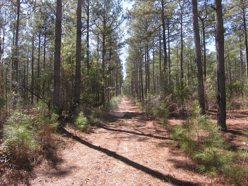 71 Acres, Older Pine Trees : Mitchell : Warren County : Georgia
