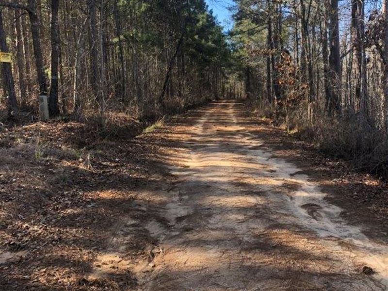 Hardwoods at Island Creek : Sparta : Hancock County : Georgia