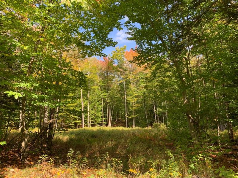 Hunting Land Near Oneida Lake : Constantia : Oswego County : New York