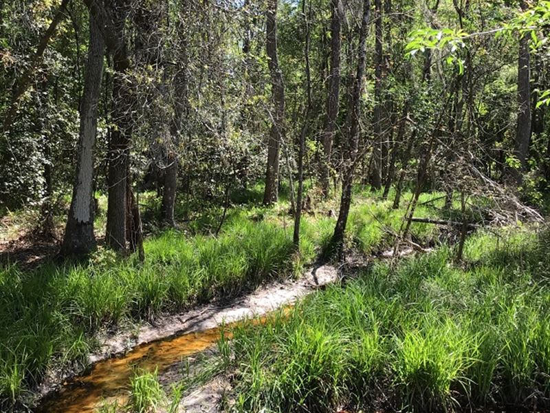 10 Year Old Slash Pine with Creek : Live Oak : Suwannee County : Florida