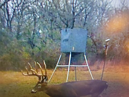 Golden Dove Road Recreational Hunti : Garvin : McCurtain County : Oklahoma