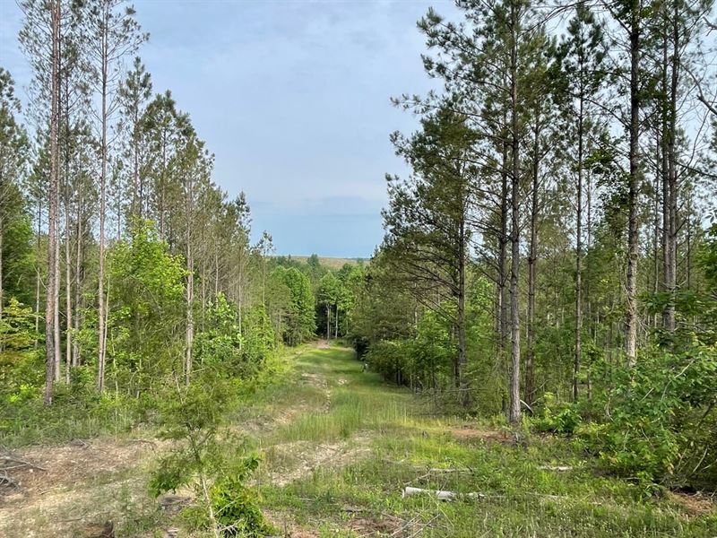 Winston County Bankhead 78.38 Acre : Addison : Winston County : Alabama