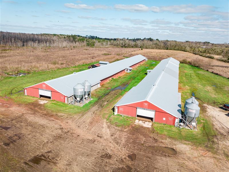 Chicken House Farm 40 Acres : Hartford : Geneva County : Alabama