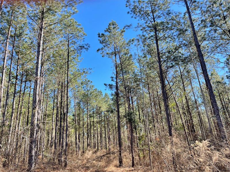 Blackmon Road Tract : Brantley : Crenshaw County : Alabama